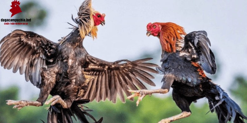 K9win, một công ty game hàng đầu và có uy tín - K9win